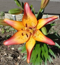 Asiatic Sunset Lilly 