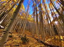 Aspen Grove in October near Flagstaff Arizona USA 