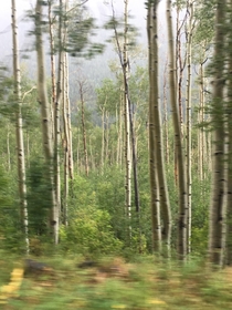 Aspen trees from the Rocky Mountains OC 