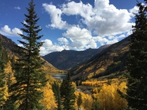 Aspens in the Fall near Maroon Bells in Colorado 