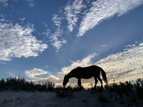 Assateague Island MD - Campsite  wild horse at sunset 
