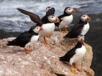 Atlantic puffins standing on a rock