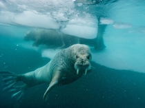 Atlantic walruses swim amid ice floes off the coast of Greenland 