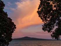 Auckland New Zealand Rangitoto and pohutakawas at sunset  by diffused