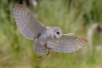 Australian Barn Owl - Tyto Alba 