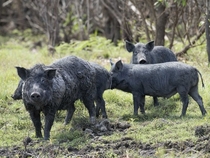 Australian feral pigs