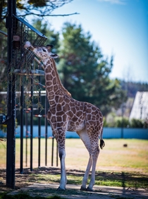 Australian Nation Zoos baby Giraffe 