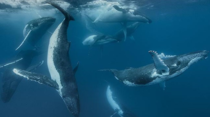 Australian underwater photographer Darren Jew sets new world record by photographing  Whales in one picture of Tonga 