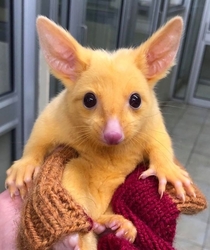 Australian Veterinary Clinic Rescues A Rare Golden Possum