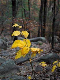 Autumn Alton New Hampshire 
