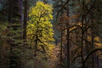 Autumn Beacon in Silver Falls State Park OR 
