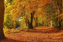 Autumn beside the River Earn Scotland  x