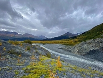 Autumn colors at Exit Glacier in Kenai Fjords National Park Alaska 