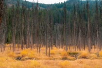 Autumn colors deep in the Idaho Backcountry Idaho USA 