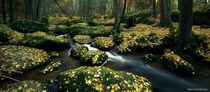 Autumn Creek in the Bavarian Outback of Germany Photo by Kilian Schnberger 