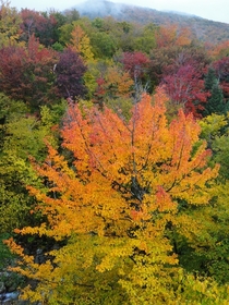 Autumn foliage over Lafayette Brook New Hampshire 
