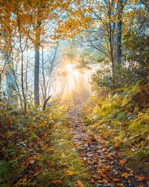 Autumn Forest - Shenandoah National Park 