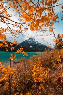Autumn framing a pretty mountain Waterfowl Lakes Alberta Canada 