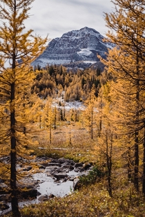 Autumn gold - Banff AB 