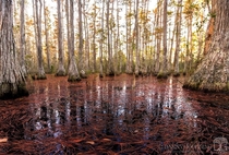 Autumn in a cypress dome swamp in central Florida 