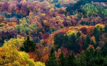 Autumn in all its beauty Eifel National Park Germany 
