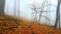 Autumn in Bkk National Park Hungary 