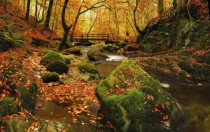 Autumn in Grizedale forest The lake district England 