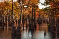Autumn in the cypress swamps of Georgia USA 