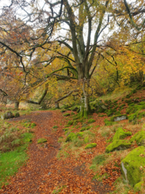 Autumn in the Lake District UK 