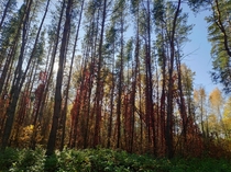 Autumn in Voronezh region Russia 