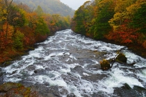 Autumn Leaves by Mountain Stream - Nikko Japan 