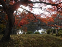 Autumn Leaves in Kyoto Japan 