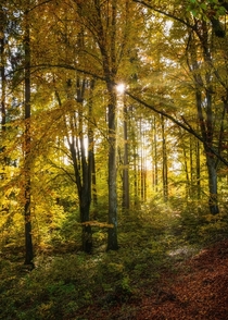 Autumn mood in the forest Germany 