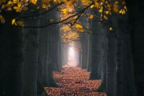Autumn tree tunnel in Ede the Netherlands 