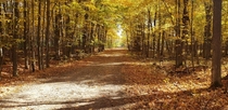 Autumn woods in Ottawa Ontario OC  x 