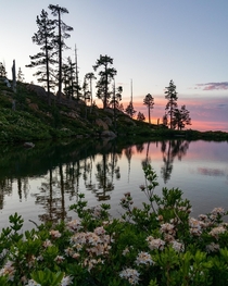 Azaleas and Reflections in the Siskiyou Mountains CA 