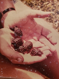 Baby Box Turtles pic from 