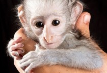 Baby chacma baboon 