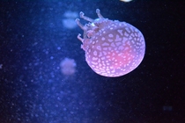 Baby jellyfish 