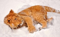 baby lion in the snow 