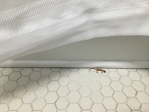 Baby Mediterranean House Gecko in his native environment my bathroom floor OC