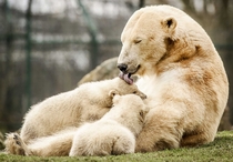Baby polar bear twins head outside for the first time at the Dierenrijk Zoo 