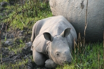 Baby Rhino Kaziranga NP Assam India  