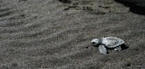 Baby sea turtle heading towards the pacific ocean for the first time  More in comments