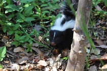 Baby Skunk getting curious 