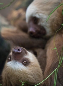 Baby two-toed sloths 