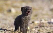 baby wolf doing his first awoo