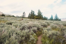 Backcountry trails in Yellowstone 