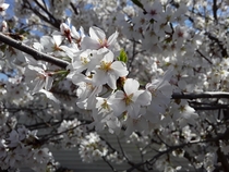 Backyard cherry blossoms look extra beautiful this year
