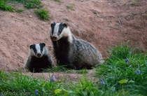 Badger mother and cub Photo credit to Andy Shaw